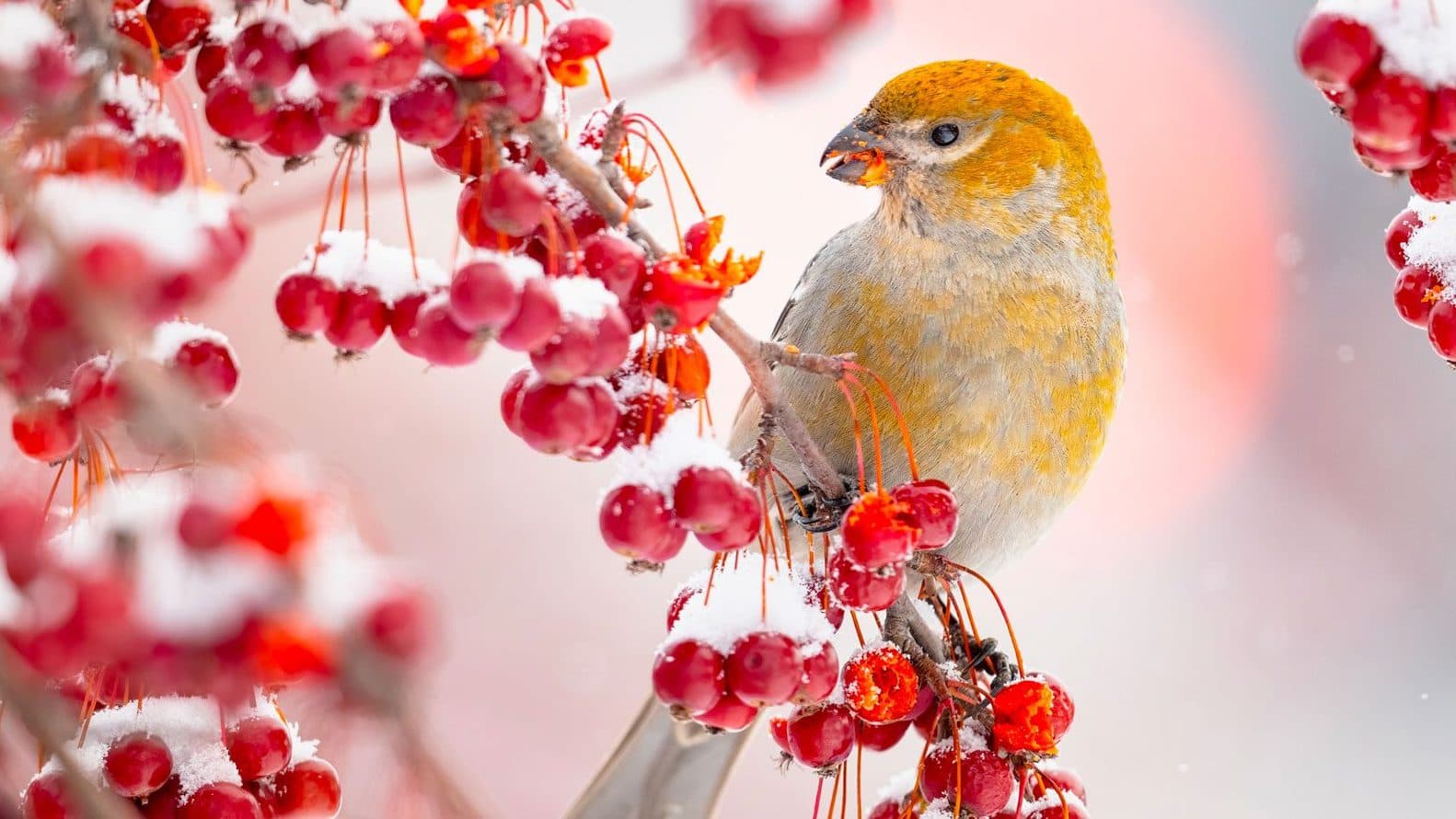 Online bird guide, bird ID help, life history, bird sounds from Cornell